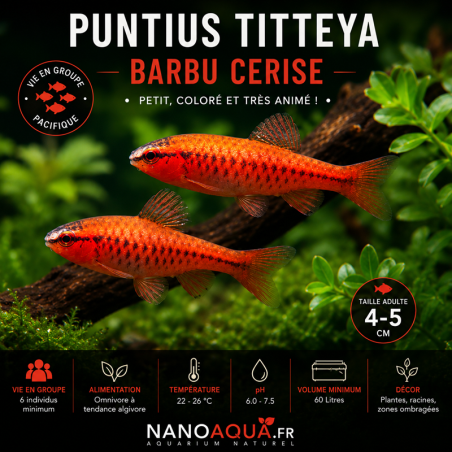 PUNTIUS TITTEYA / BARBU CERISE