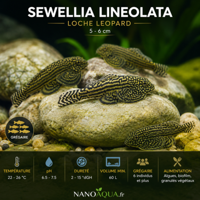 SEWELLIA LINEOLATA  / LOCHE LEOPARD