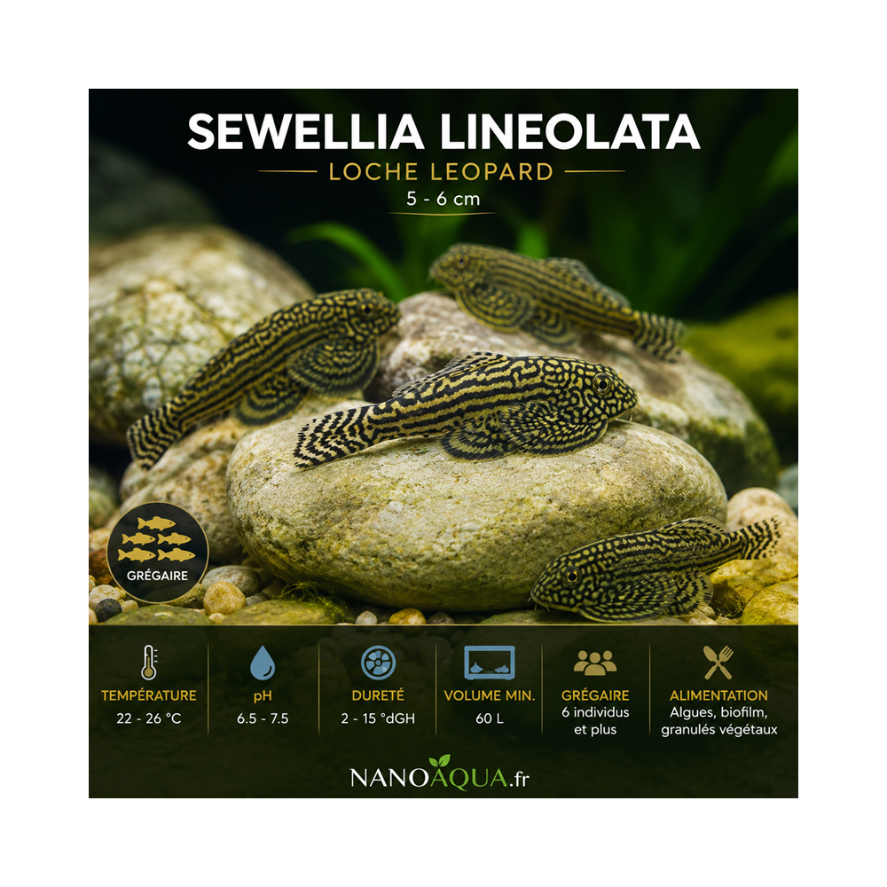 SEWELLIA LINEOLATA  / LOCHE LEOPARD