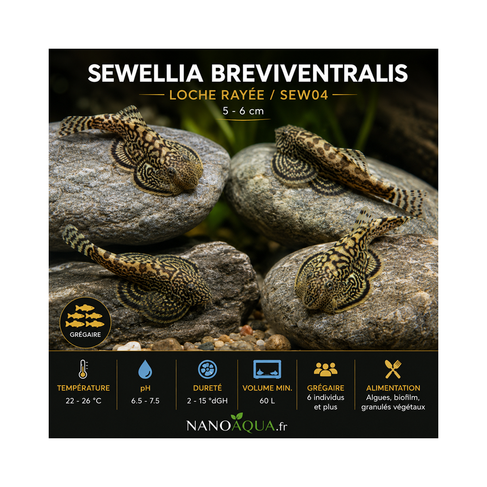 SEWELLIA BREVIVENTRALIS / SEW04 / LOCHE RAYEE