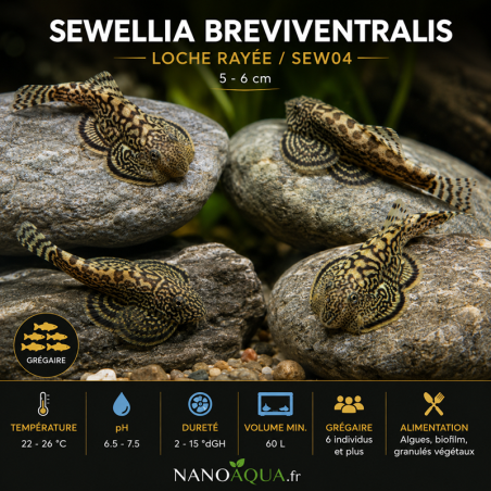 SEWELLIA BREVIVENTRALIS / SEW04 / LOCHE RAYEE