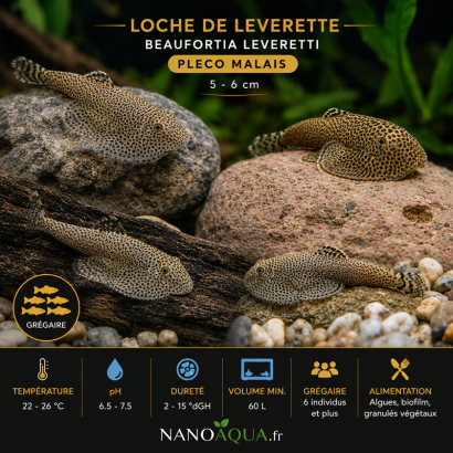 SEWELLIA / LOCHE DE LEVERETTE / BEAUFORTIA LEVERETTI / PLECO MALAIS