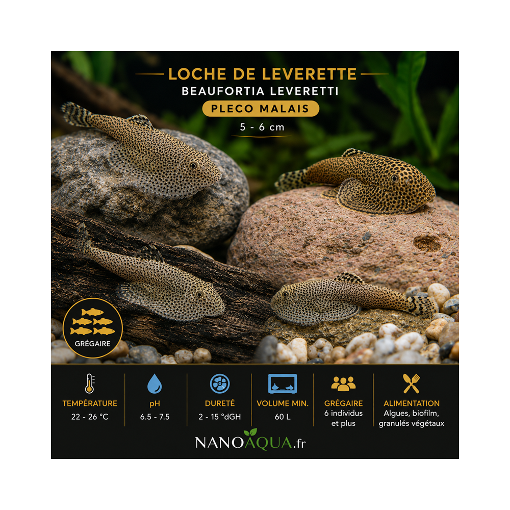 SEWELLIA / LOCHE DE LEVERETTE / BEAUFORTIA LEVERETTI / PLECO MALAIS