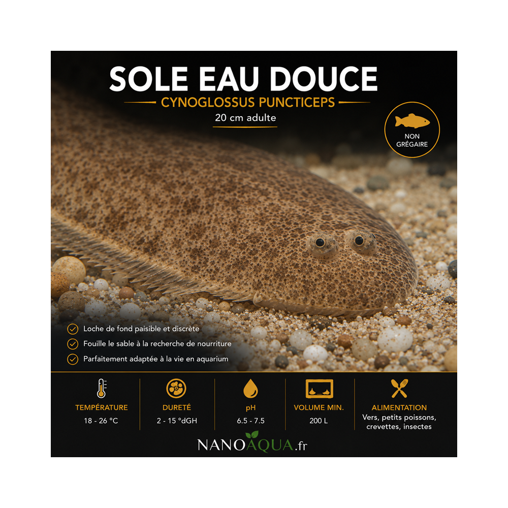 SOLE EAU DOUCE / CYNOGLOSSUS PUNCTICEPS