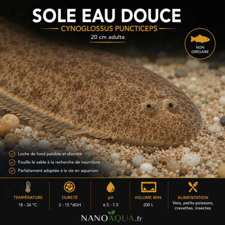 SOLE EAU DOUCE / CYNOGLOSSUS PUNCTICEPS