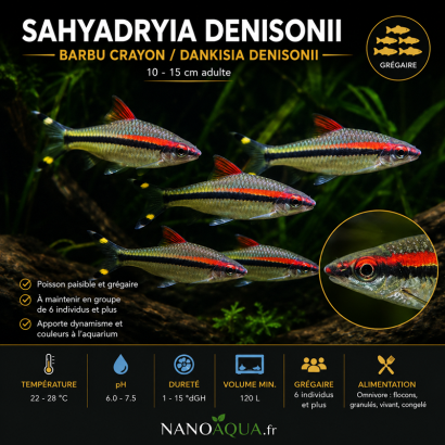 SAHYADRYIA DENISONII / BARBU CRAYON  / DANKISIA DENISONII