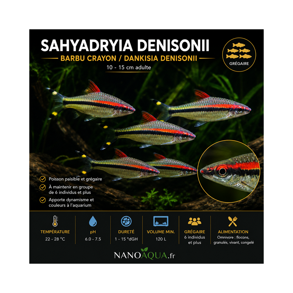 SAHYADRYIA DENISONII / BARBU CRAYON  / DANKISIA DENISONII