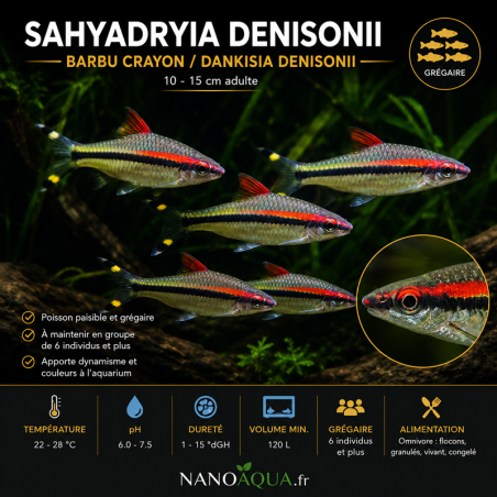 SAHYADRYIA DENISONII / BARBU CRAYON  / DANKISIA DENISONII