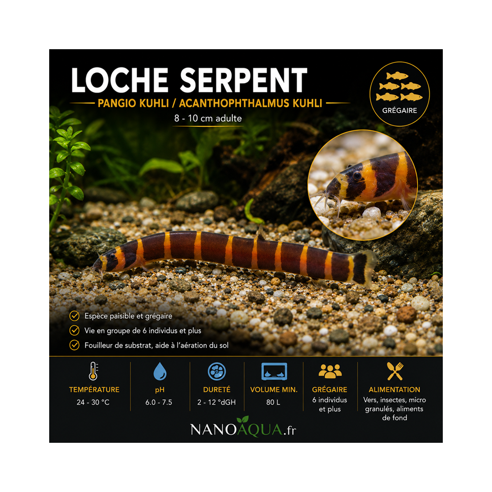 LOCHE SERPENT  / PANGIO KUHLI / ACANTHOPHTHALMUS KUHLI