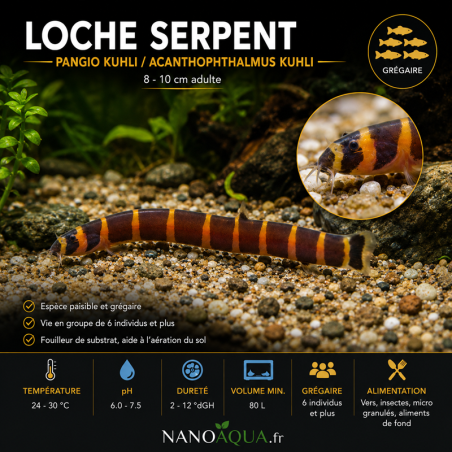LOCHE SERPENT  / PANGIO KUHLI / ACANTHOPHTHALMUS KUHLI