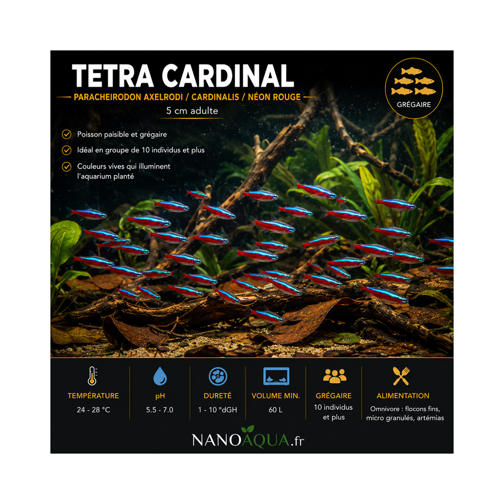TETRA CARDINAL / PARACHEIRODON AXELRODI / CARDINALIS / NEON ROUGE