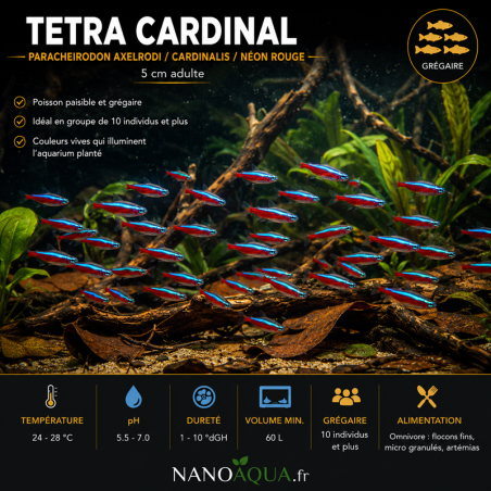TETRA CARDINAL / PARACHEIRODON AXELRODI / CARDINALIS / NEON ROUGE