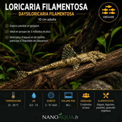 LORICARIA FILAMENTOSA / DAYSILORICARIA FILAMENTOSA