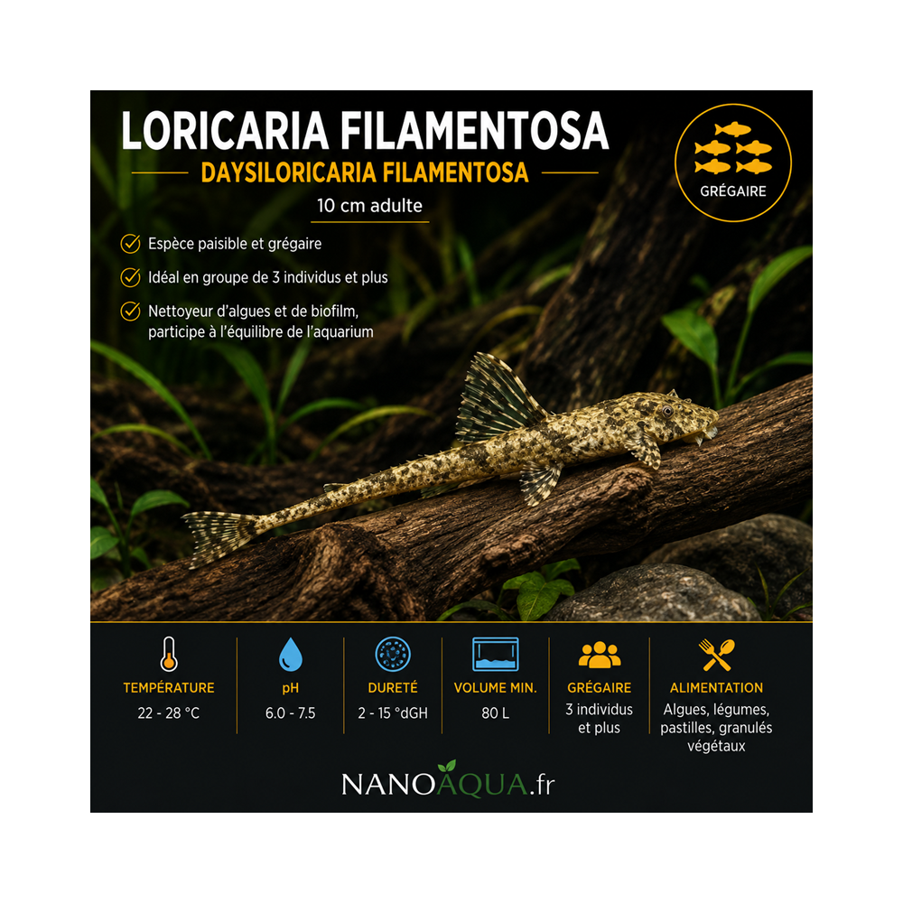 LORICARIA FILAMENTOSA / DAYSILORICARIA FILAMENTOSA