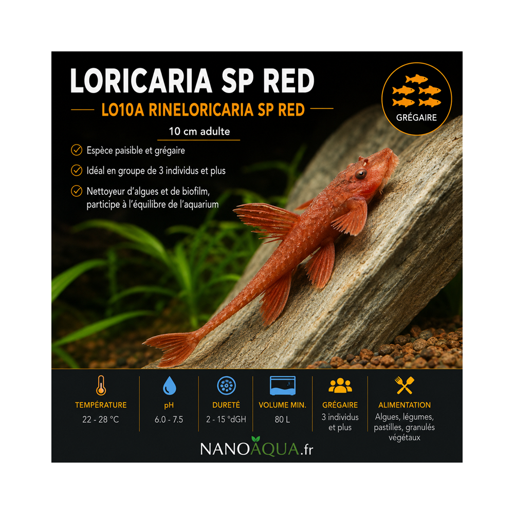 LORICARIA SP RED / L010A RINELORICARIA SP RED