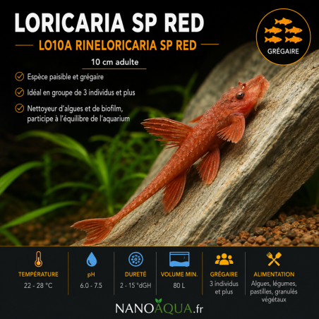 LORICARIA SP RED / L010A RINELORICARIA SP RED