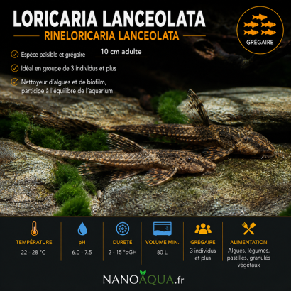 LORICARIA LANCEOLATA / RINELORICARIA LANCEOLATA