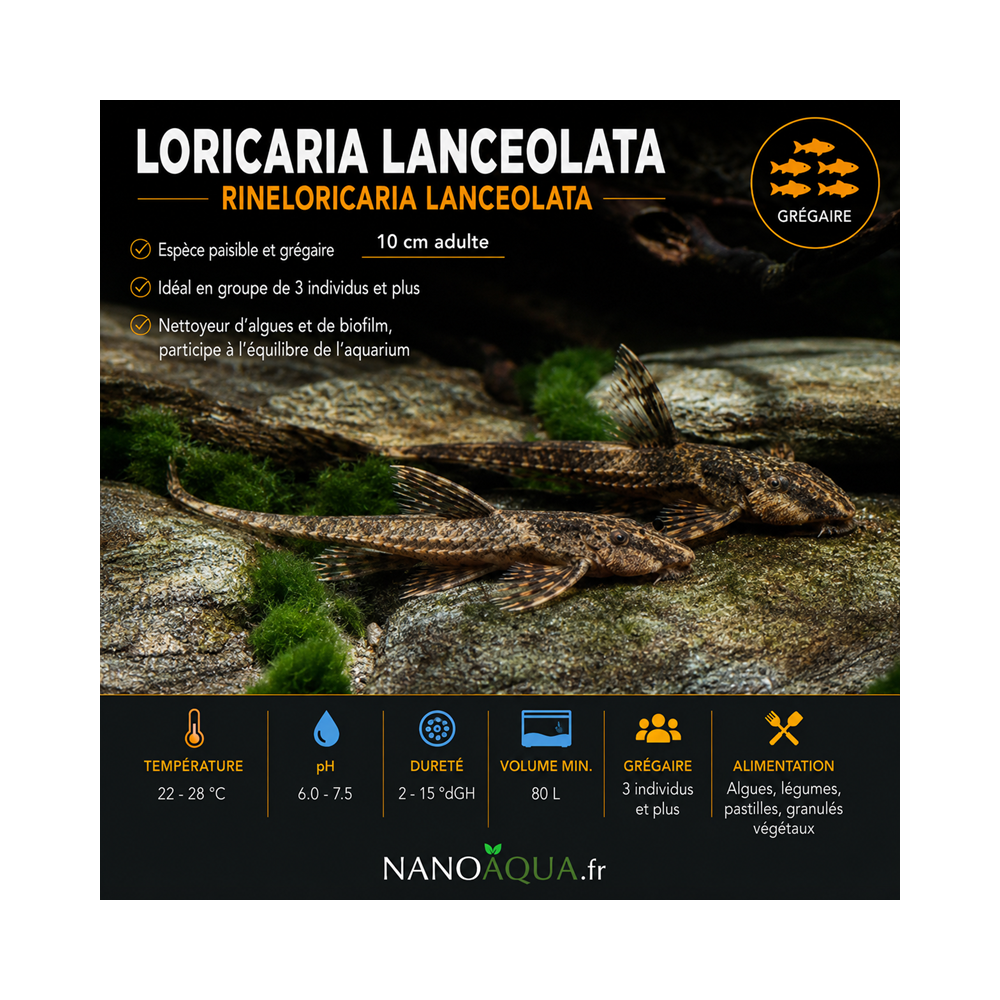 LORICARIA LANCEOLATA / RINELORICARIA LANCEOLATA