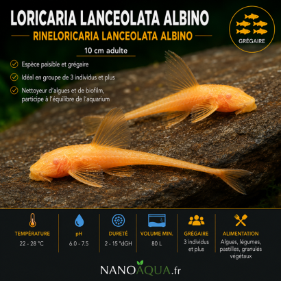 LORICARIA LANCEOLATA ALBINO / RINELORICARIA LANCEOLATA ALBINO