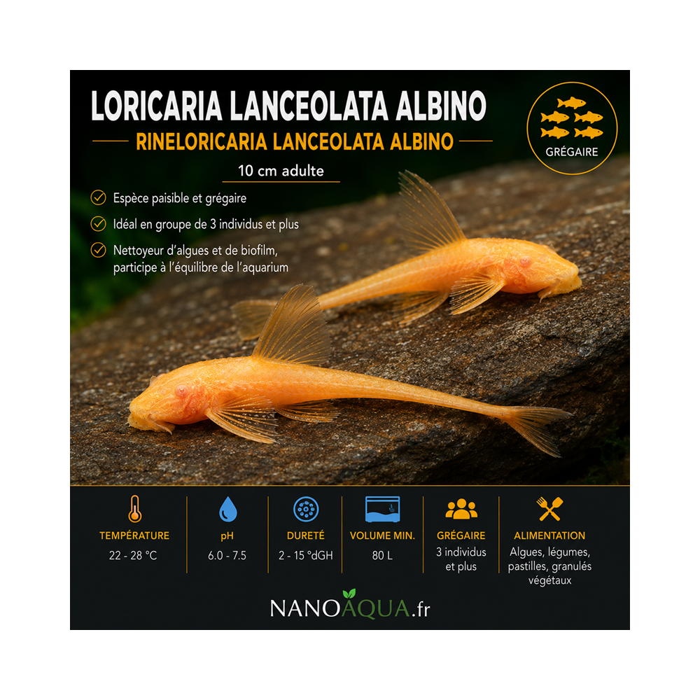 LORICARIA LANCEOLATA ALBINO / RINELORICARIA LANCEOLATA ALBINO