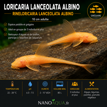 LORICARIA LANCEOLATA ALBINO / RINELORICARIA LANCEOLATA ALBINO