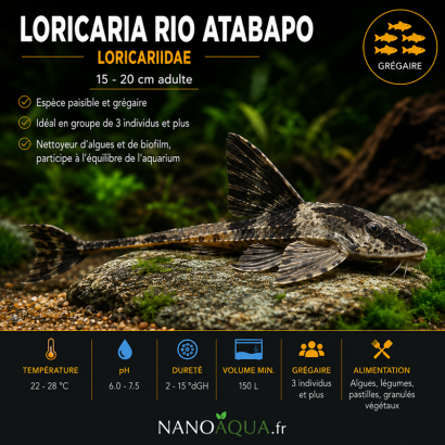 LORICARIA RIO ATABAPO