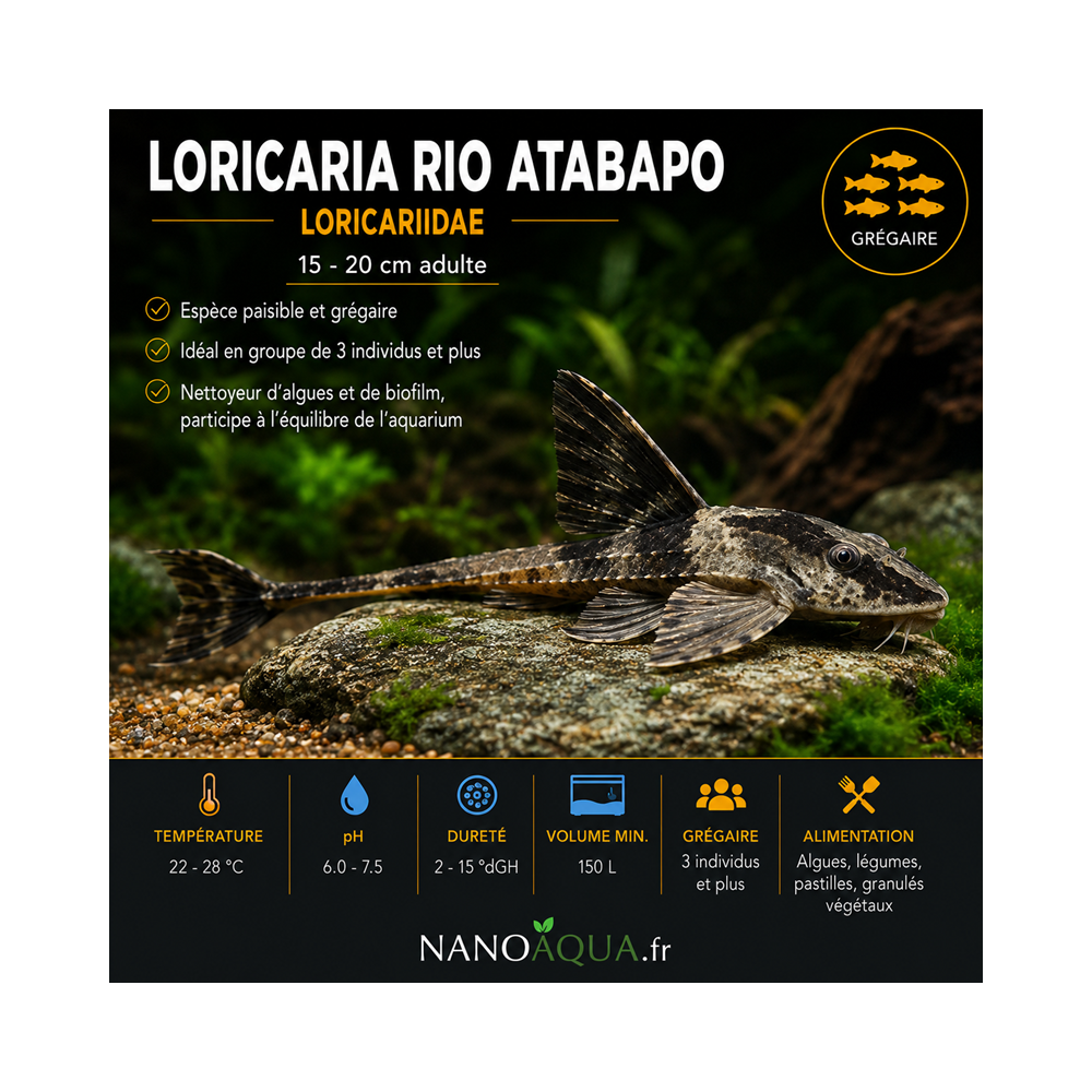 LORICARIA RIO ATABAPO