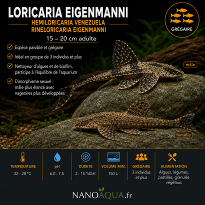 LORICARIA EIGENMANNI / HEMILORICARIA VENEZUELA / RINELORICARIA EIGENMANNI