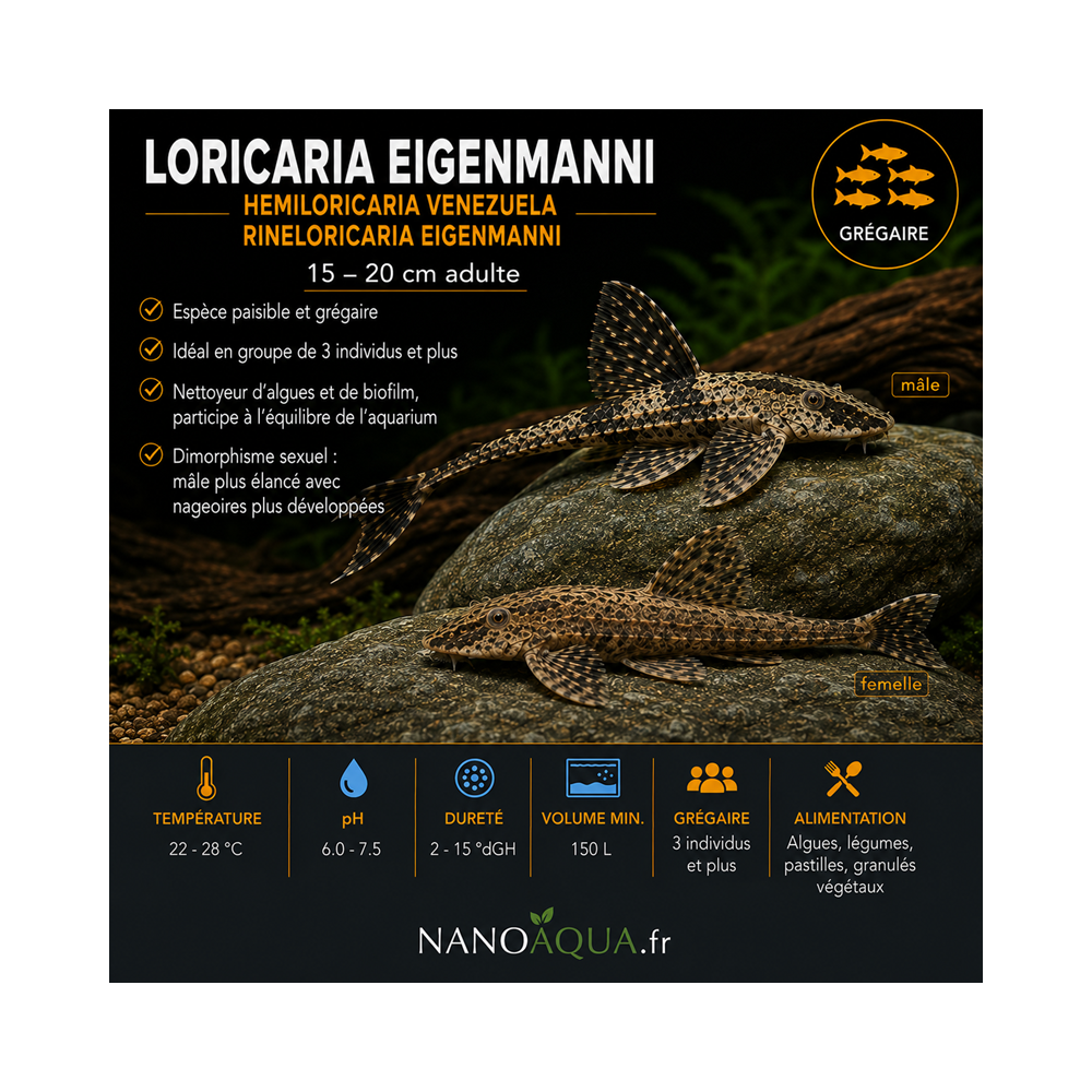 LORICARIA EIGENMANNI / HEMILORICARIA VENEZUELA / RINELORICARIA EIGENMANNI