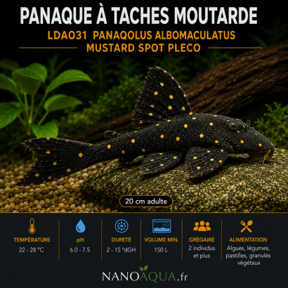 PANAQUE A TACHES MOUTARDE / LDA031 PANAQOLUS ALBOMACULATUS /  MUSTARD SPOT PLECO