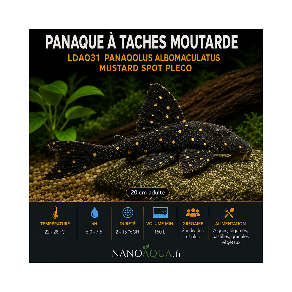 PANAQUE A TACHES MOUTARDE / LDA031 PANAQOLUS ALBOMACULATUS /  MUSTARD SPOT PLECO