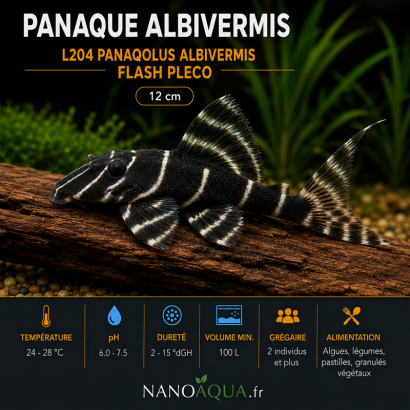 PANAQUE ALBIVERMIS / L204 PANAQOLUS ALBIVERMIS / FLASH PLECO