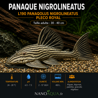 PANAQUE NIGROLINEATUS / L190 PANAQOLUS NIGROLINEATUS / PLECO ROYAL