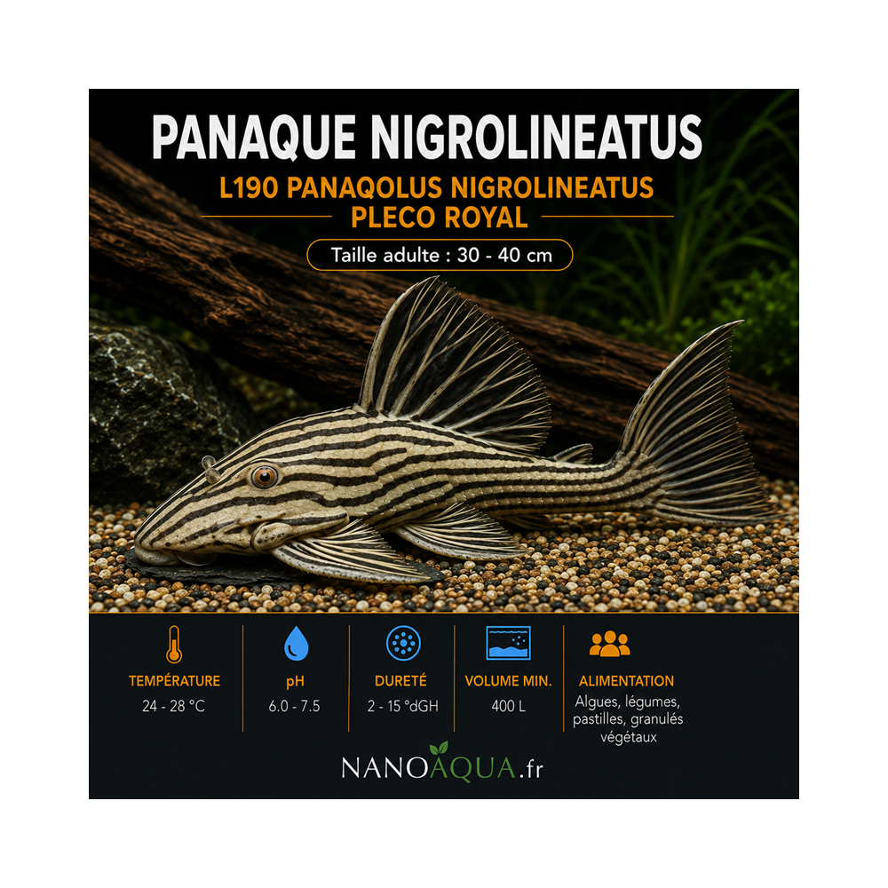 PANAQUE NIGROLINEATUS / L190 PANAQOLUS NIGROLINEATUS / PLECO ROYAL