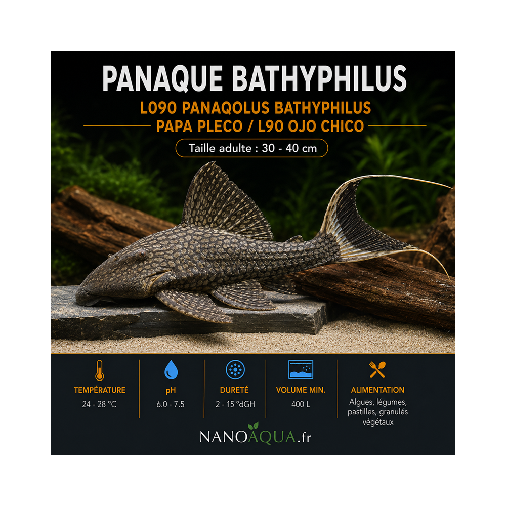 PANAQUE BATHYPHILUS / L090 PANAQOLUS BATHYPHILUS / PAPA PLECO / L90 OJO CHICO