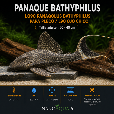 PANAQUE BATHYPHILUS / L090 PANAQOLUS BATHYPHILUS / PAPA PLECO / L90 OJO CHICO