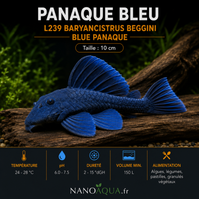 PANAQUE BLEU / L239 BARYANCISTRUS BEGGINI / BLUE PANAQUE