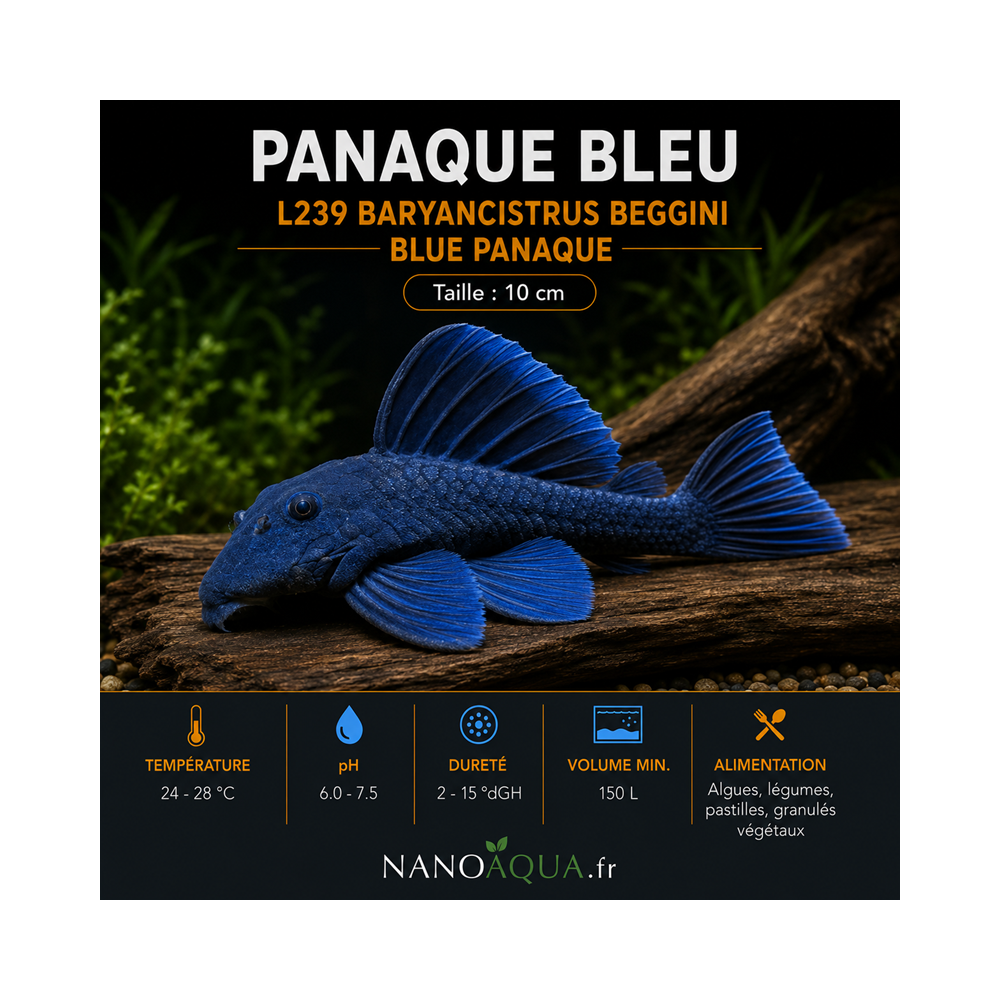 PANAQUE BLEU / L239 BARYANCISTRUS BEGGINI / BLUE PANAQUE