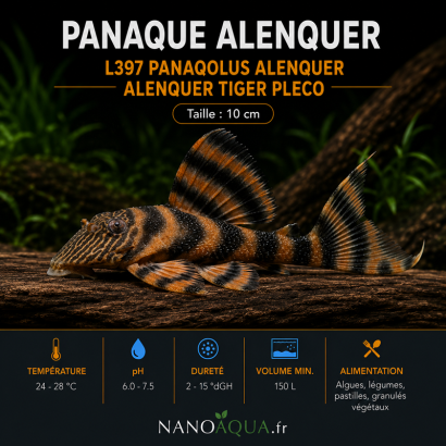 PANAQUE ALENQUER / L397 PANAQOLUS / ALENQUER TIGER PLECO