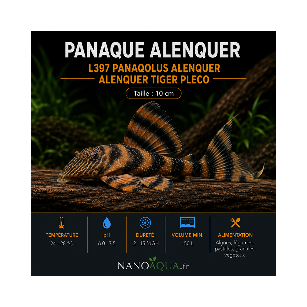 PANAQUE ALENQUER / L397 PANAQOLUS / ALENQUER TIGER PLECO / PANAQOLUS TANKEI