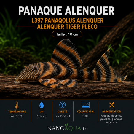 PANAQUE ALENQUER / L397 PANAQOLUS / ALENQUER TIGER PLECO / PANAQOLUS TANKEI