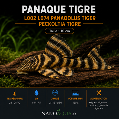 PANAQUE TIGRE / L002 L074 PANAQOLUS TIGER / PECKOLTIA TIGRE