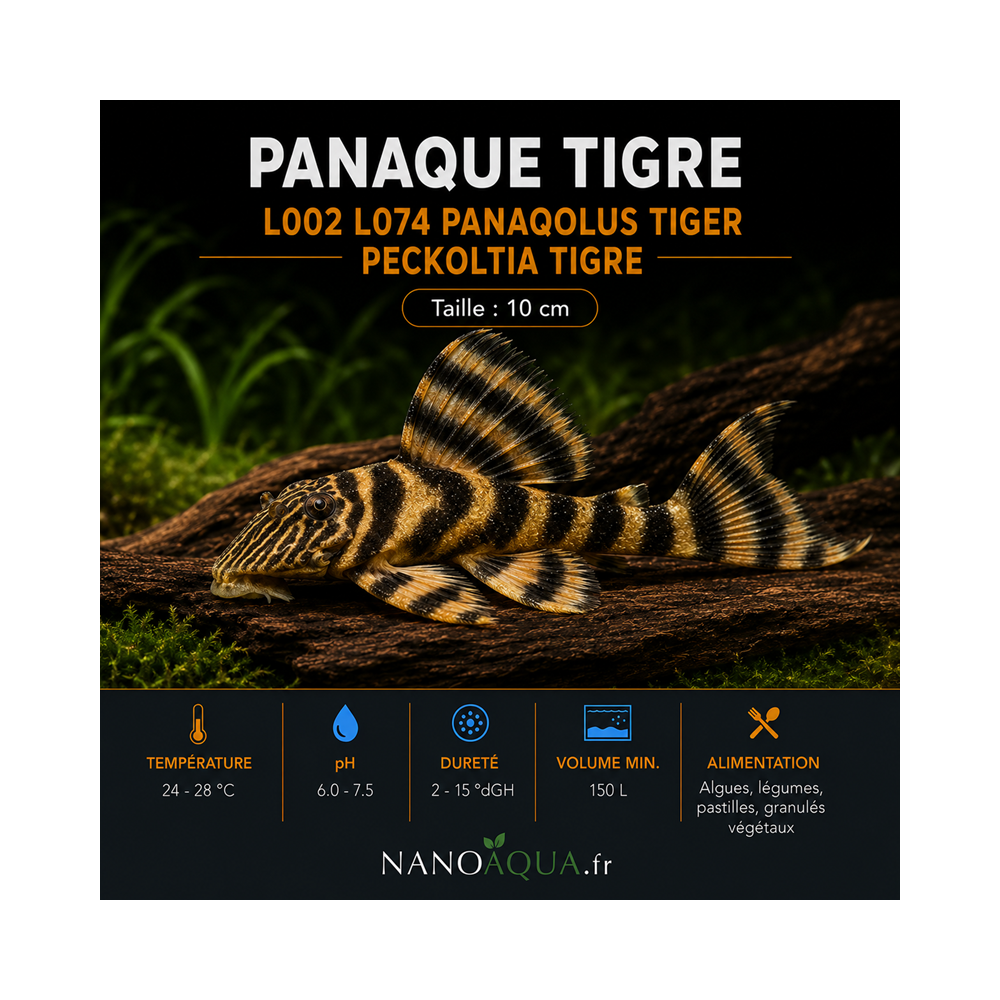 PANAQUE TIGRE / L002 L074 PANAQOLUS TIGER / PECKOLTIA TIGRE