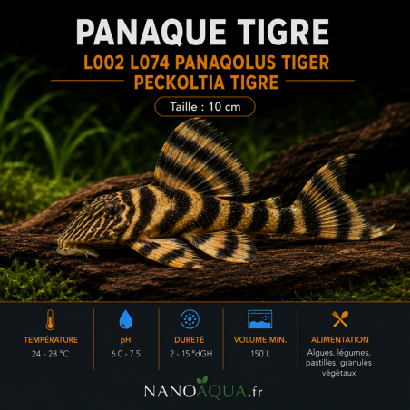 PANAQUE TIGRE / L002 L074 PANAQOLUS TIGER / PECKOLTIA TIGRE