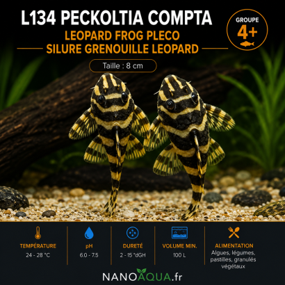 PLECO GRENOUILLE LEOPARD / L134 PECKOLTIA COMPTA / LEOPARD FROG PLECO