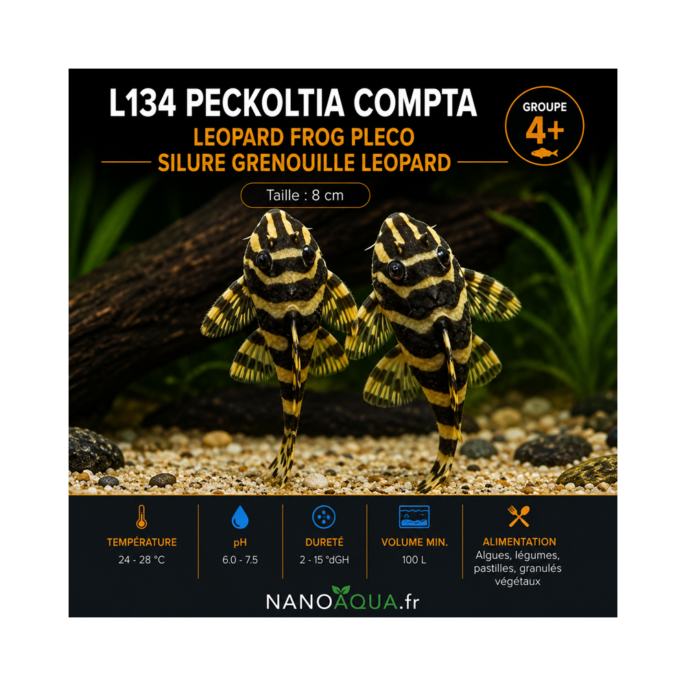 PLECO GRENOUILLE LEOPARD / L134 PECKOLTIA COMPTA / LEOPARD FROG PLECO