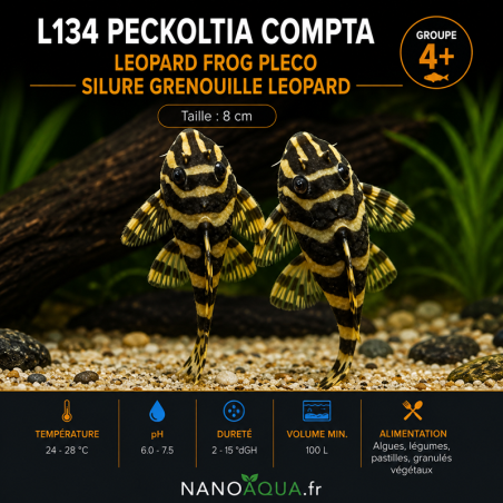 PLECO GRENOUILLE LEOPARD / L134 PECKOLTIA COMPTA / LEOPARD FROG PLECO