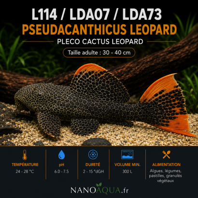 PLECO CACTUS LEOPARD / L114 LDA07 LDA73 PSEUDACANTHICUS LEOPARD