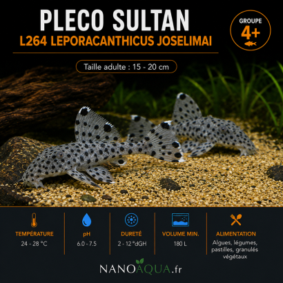 PLECO SULTAN / L264 LEPORACANTHICUS JOSELIMAI