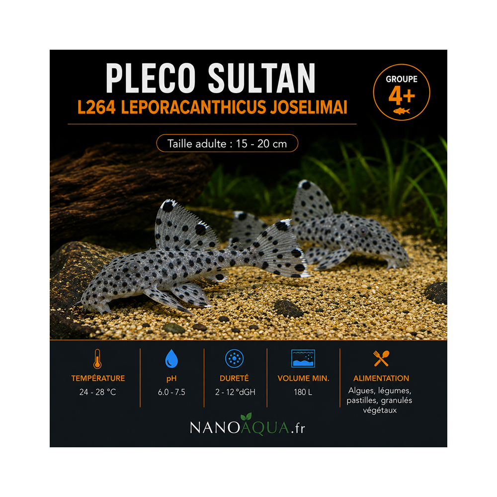 PLECO SULTAN / L264 LEPORACANTHICUS JOSELIMAI